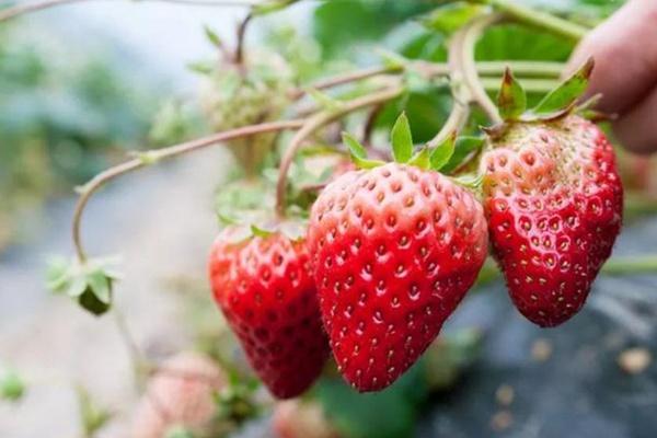 长沙岳麓区摘草莓的地方在哪2023