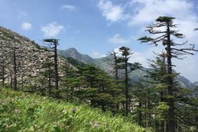 朱雀国家森林公园有什么好玩的