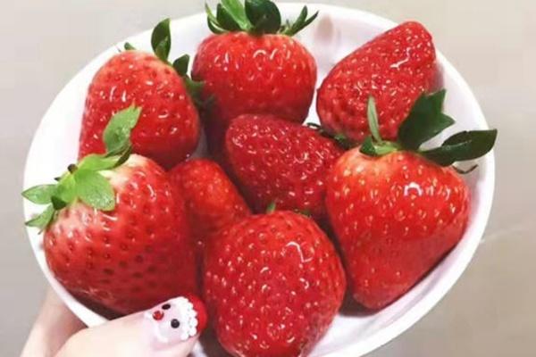 2023上海郊区草莓采摘指南