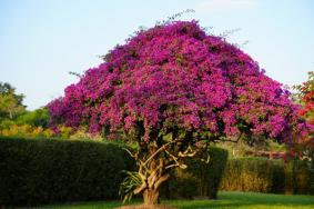 2023年春节西双版纳热带植物园有什么玩的？有哪些花看？这份冬日游玩攻略请收好