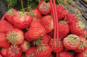 南京摘草莓的地方有哪些