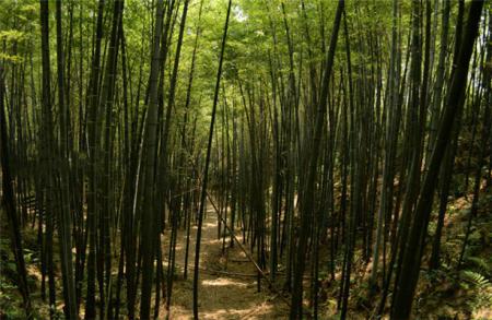 2023重庆竹海迷宫游玩攻略 - 简介 - 门票 - 交通 - 地址 - 开放时间 - 天气 - 电话