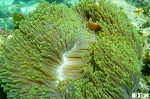 2023徐闻珊瑚礁自然保护区旅游攻略 - 门票价格 - 开放时间 - 优惠政策 - 游玩攻略 - 交通 - 地址 - 电话 - 天气