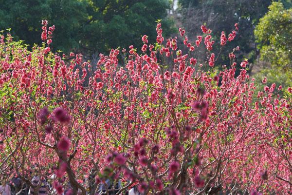 2023廣州賞桃花的地方 廣州哪里桃花最多漂亮