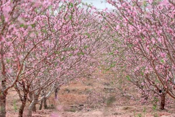 2023廣州賞桃花的地方 廣州哪里桃花最多漂亮