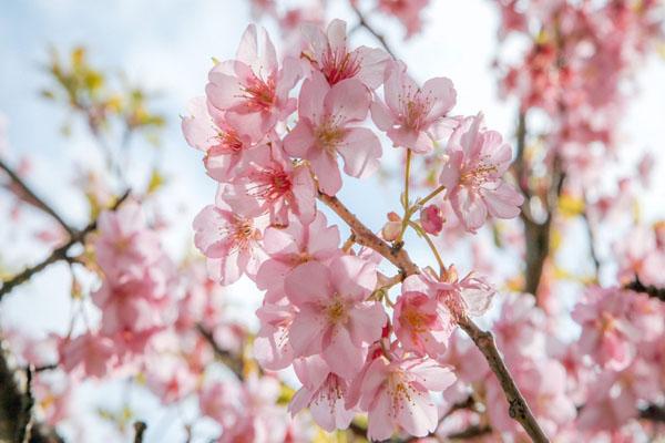 深圳哪里看櫻花最好 深圳賞櫻花好去處