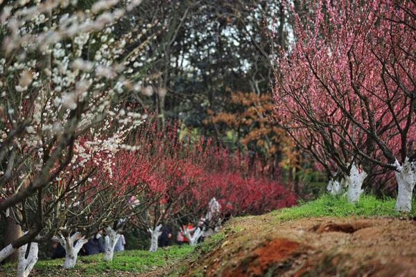 2023长沙赏梅花最好的地方