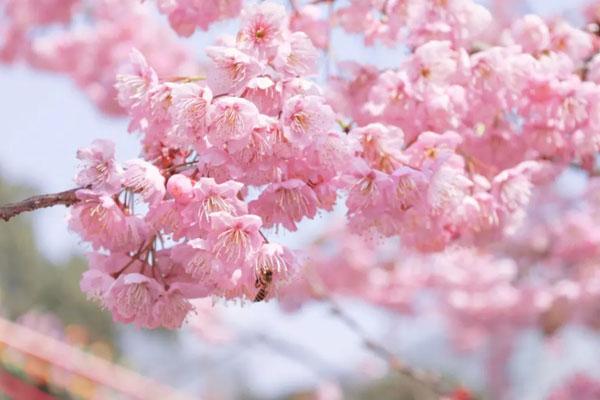 2023重庆看樱花最美的地方