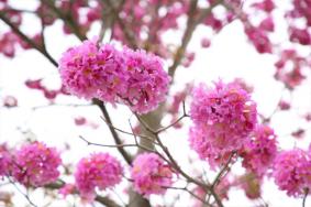 廣州紫花風鈴木哪里有 附觀賞花期