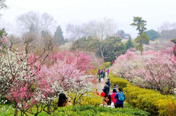 2023南京梅花山梅花开了吗