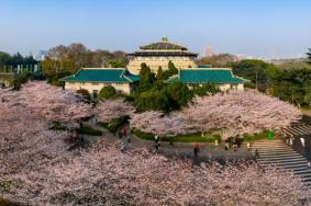 2023武汉大学樱花几月份开放 武大樱花最佳观赏时间