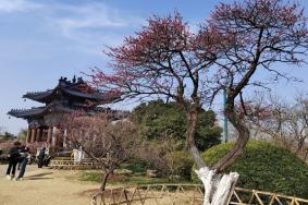 2023南京梅花山门票收费标准