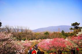 南京梅花山梅花开放时间2024