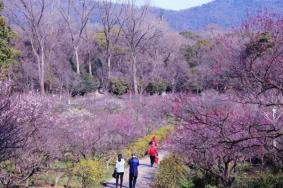 2023南京梅花山门票多少钱一张 要预约吗
