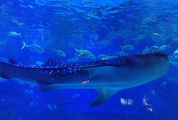 2023海昌鯨鯊海洋公園旅游攻略 - 門票價格 - 地址交通 - 景區介紹 - 開放時間 - 天氣 - 電話