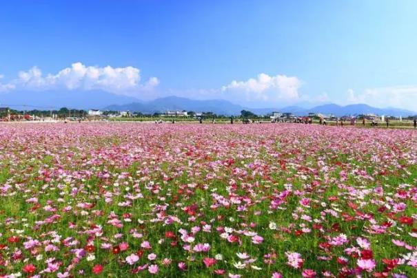 廈門二月免費賞花的地方有哪些