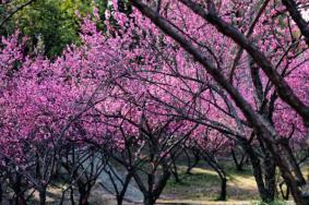 2023扬州赏梅花景点有哪些 最美赏梅花的地方