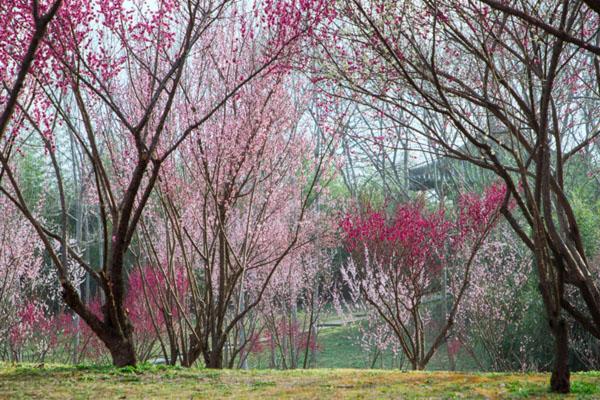 2023揚州賞梅花景點有哪些 最美賞梅花的地方