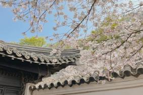 无锡鼋头渚樱花几月开 鼋头渚几月份去看樱花