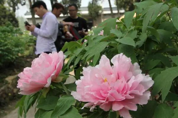 2023武汉植物园牡丹展门票价格及时间