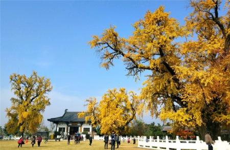 2023古惠济寺游玩攻略 - 门票价格 - 开放时间 - 景点介绍 - 简介 - 交通 - 地址 - 天气