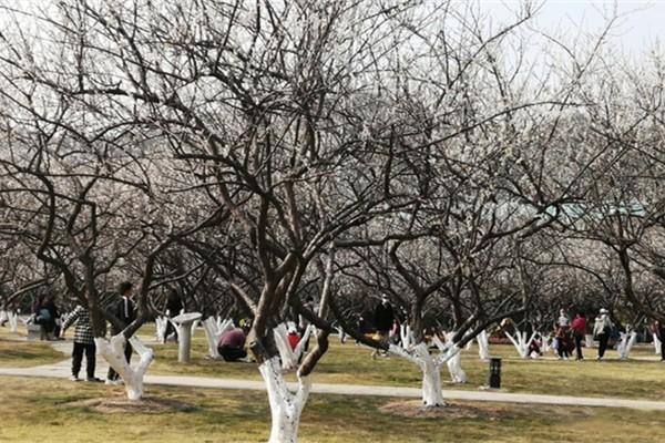 2023蘿崗香雪公園游玩攻略 - 門票價格 - 開放時間 - 地址 - 交通