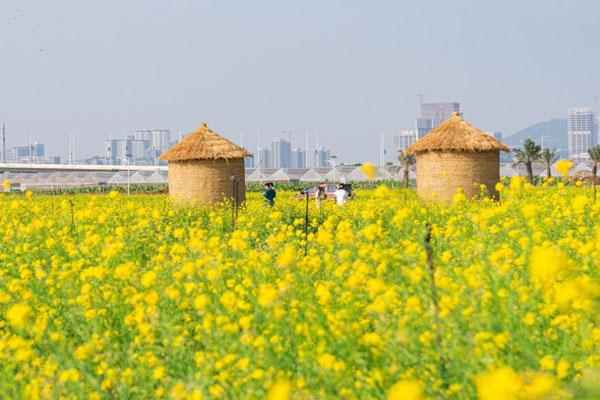 2023广州油菜花景点有哪些 最佳观赏地推荐
