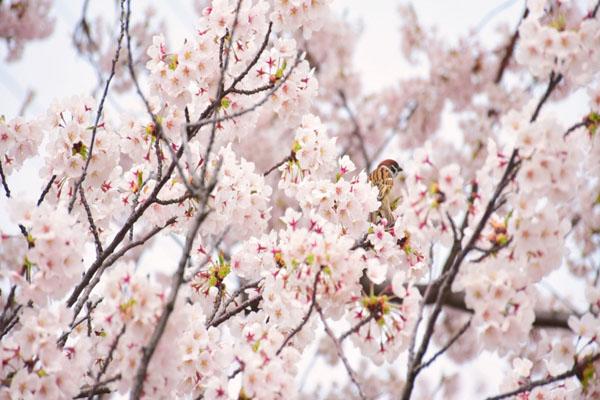 2023深圳樱花节正在那里 深圳赏樱花最好的处所