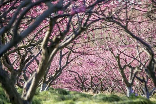 2023上海赏梅花的处所 最好没有雅赏天面保举