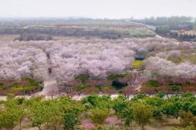 2023古柏渡丰乐樱花园什么时候开花