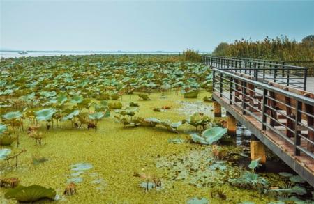2023阳澄湖莲花岛游玩攻略- 门票价格  - 开放时间 - 景点介绍 - 简介 - 交通 - 地址 - 电话 - 天气