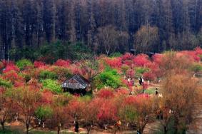七星岩桃花岛的桃花最佳观赏时间2023