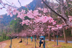 2023年七星岩樱花什么时候开