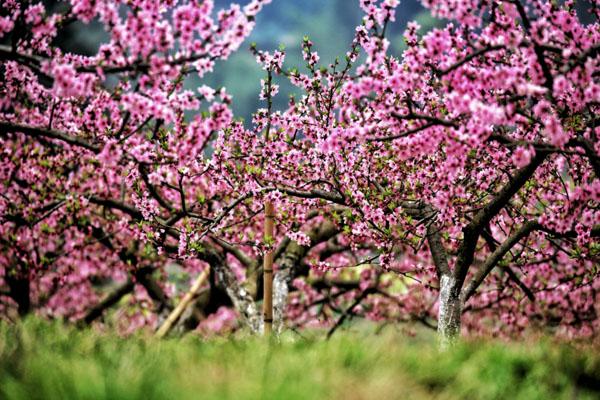 2023南京观赏桃花的地方有哪些