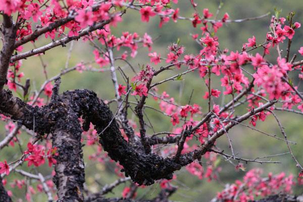 2023南京观赏桃花的地方有哪些