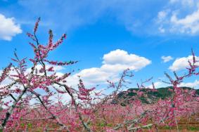 2023平谷桃花节是几月几日 - 赏花路线