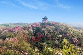 贵州毕节百里杜鹃旅游攻略