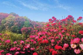 2023贵州百里杜鹃花什么时候开花