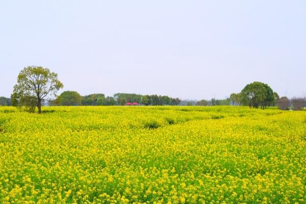 油菜花怎么拍照才好看