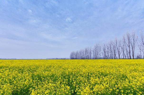 油菜花怎么拍照才好看