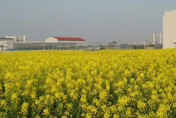 油菜花怎么拍照才好看