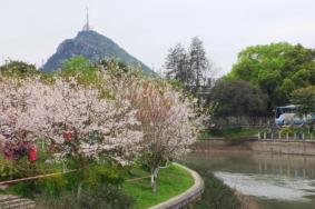 2023桂林南溪山公园的樱花开了吗 什么时候开