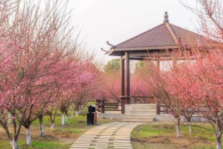 温州乐清看梅花的地方有哪些 去哪里最好