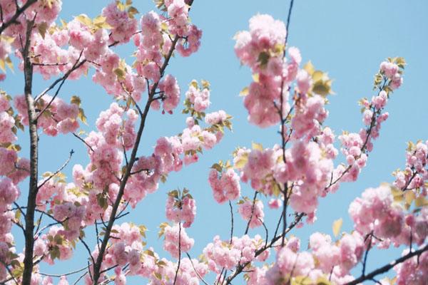 2023扬州哪里樱花好看 赏樱花的好地方