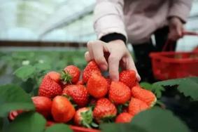 2023都江堰摘草莓的地方有哪些