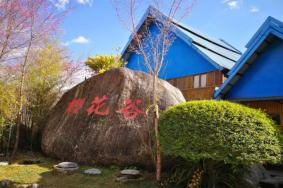 腾冲樱花谷最佳旅游时间2023