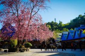 腾冲樱花谷风景区门票价格2023