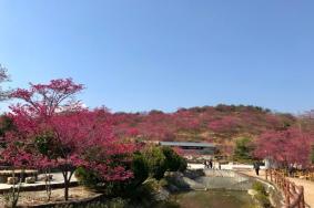 2023韶关樱花峪门票多少钱