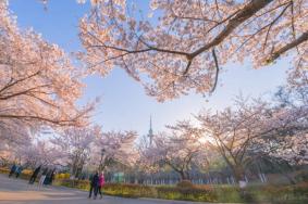 青岛中山公园樱花几月开2023