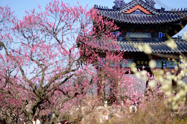 二月南京可以赏什么花 南京二月赏花的地方